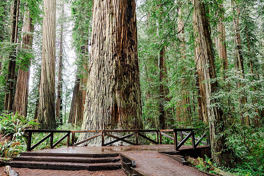 ceremony site at Redwood National Park Wedding