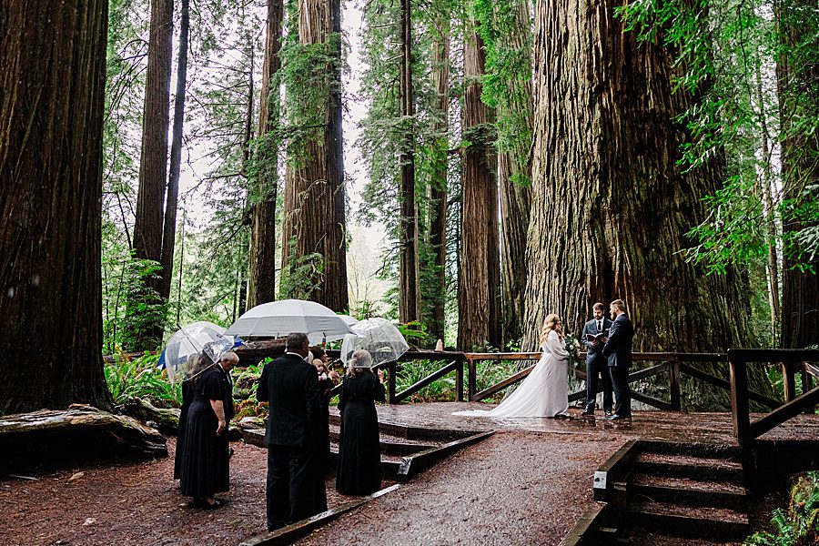 small ceremony at Redwood National Park Wedding