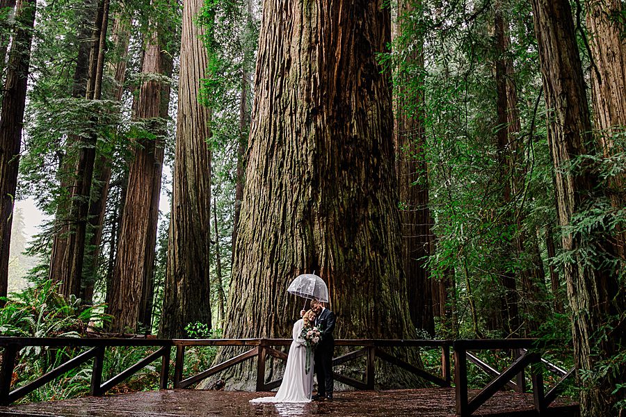 rainy Redwood National Park Wedding