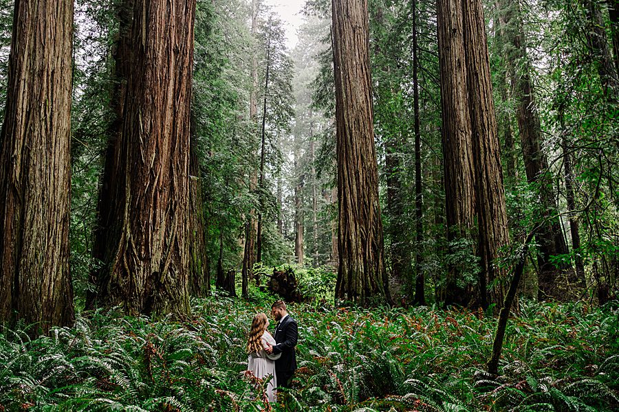 in the ferns at Redwood National Park Wedding