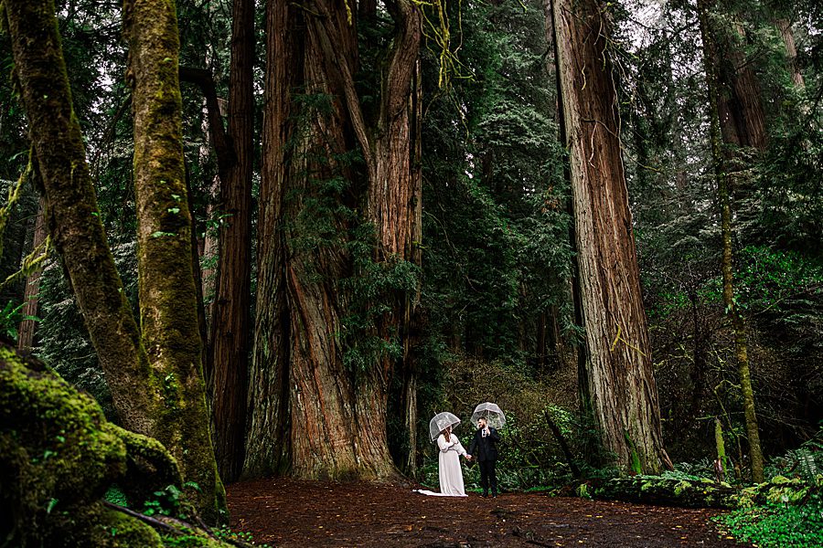 in trees at Redwood National Park Wedding