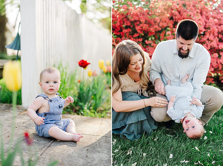 little boy sitting by red tulip at spring 6 month session