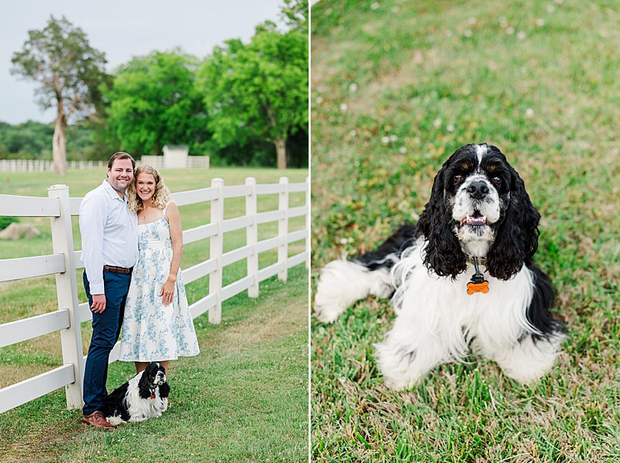 spaniel at rainy marblegate engagement 