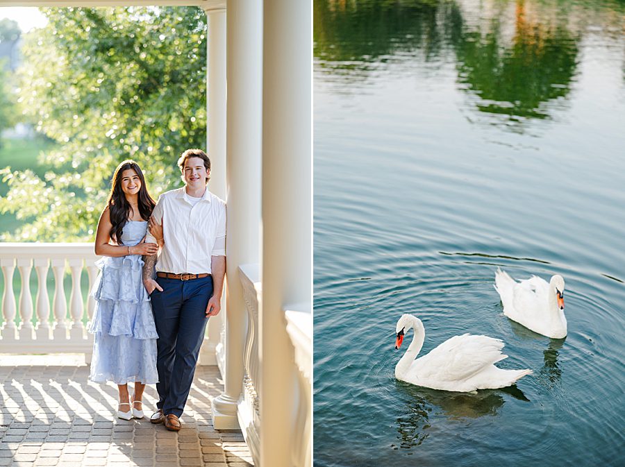 swans swimming in water