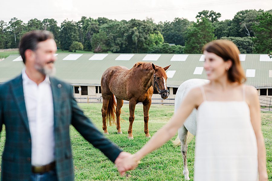 brown horse