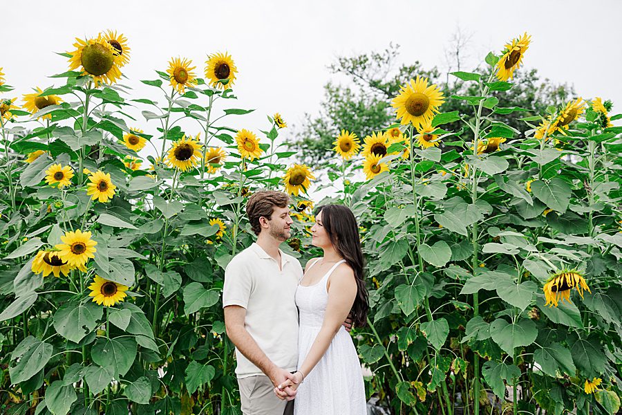sunflower background at knoxville botanical summer engagement