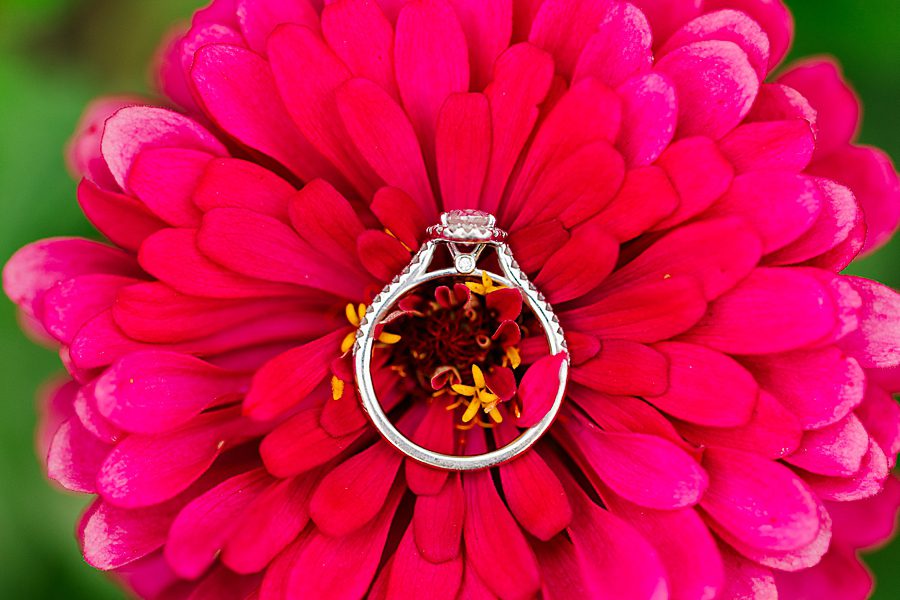 engagement ring on pink zinnia