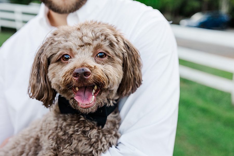 cute dog face