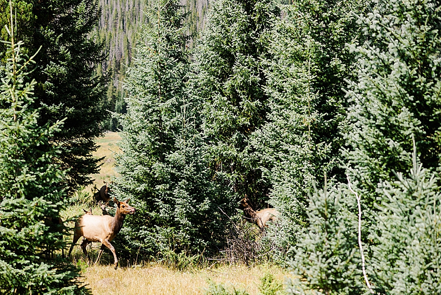 Elk licking lips in the Rocky Mountain National Park by Knoxville Wedding Photographer, Amanda May Photos.