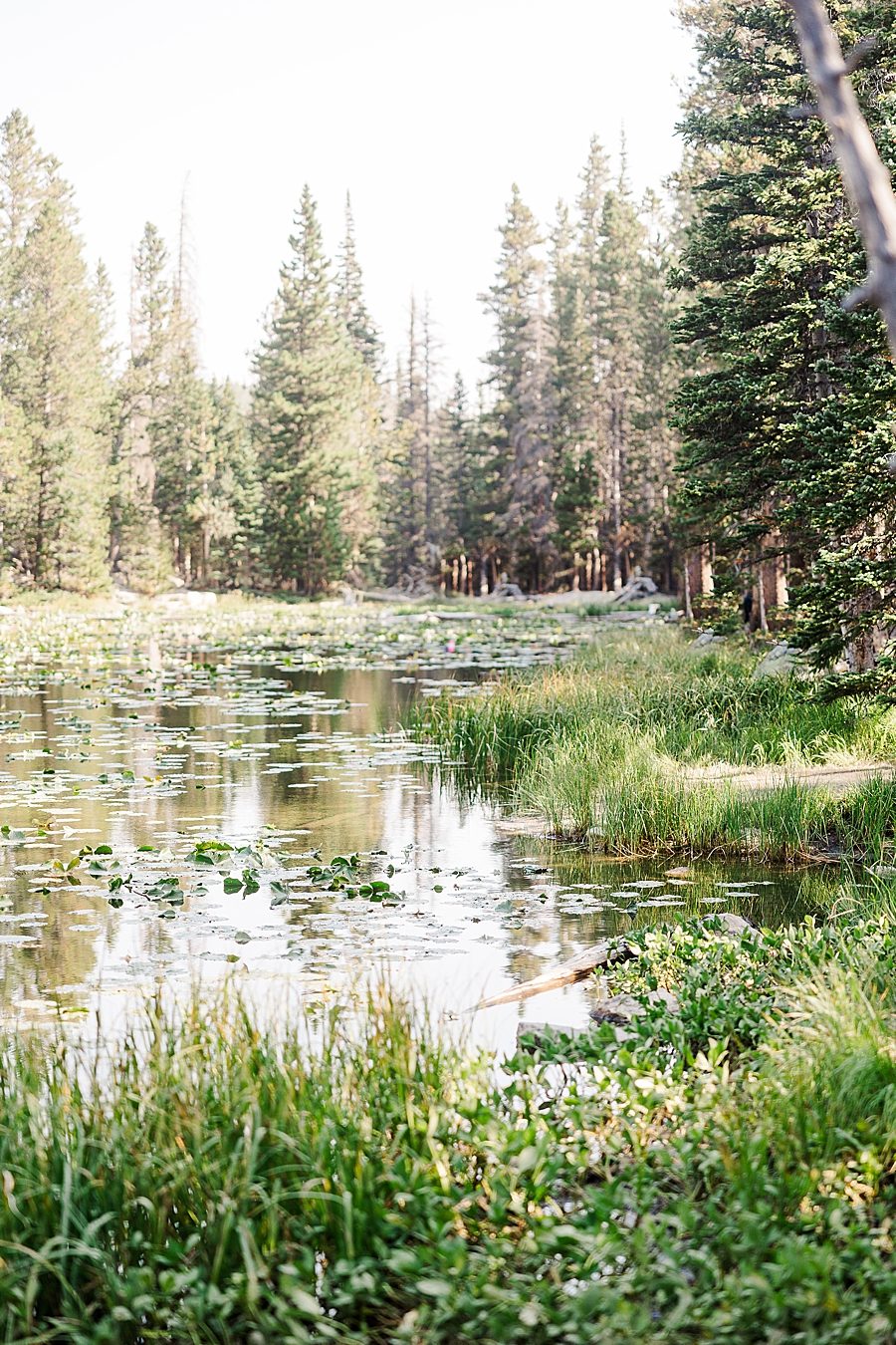 Lilly pad view at the Nymph Lake in the Rocky Mountain National Park by Knoxville Wedding Photographer, Amanda May Photos.