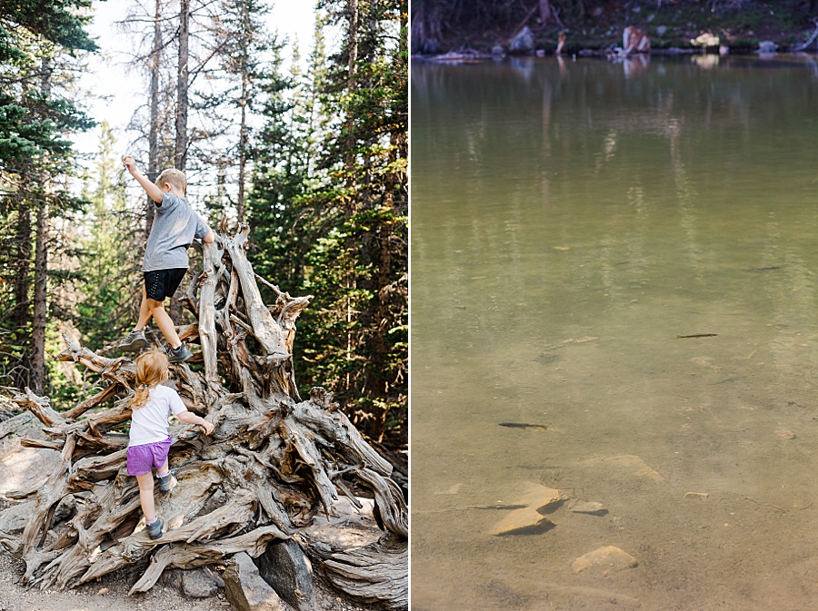 Climbing on roots at the Nymph Lake in the Rocky Mountain National Park by Knoxville Wedding Photographer, Amanda May Photos.