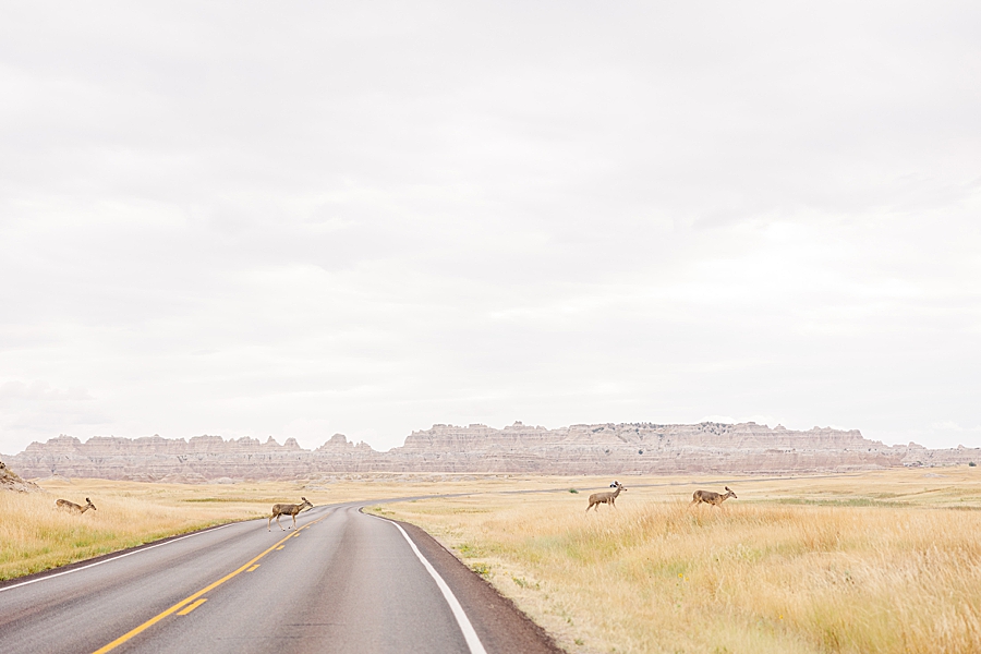 Antelope crossing street at Badlands National Park in South Dakota by Knoxville Wedding Photographer, Amanda May Photos.