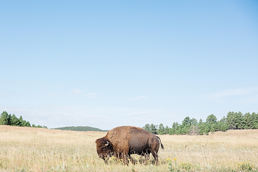 Grazing bison at Wind Cave National Park in South Dakota by Knoxville Wedding Photographer, Amanda May Photos.