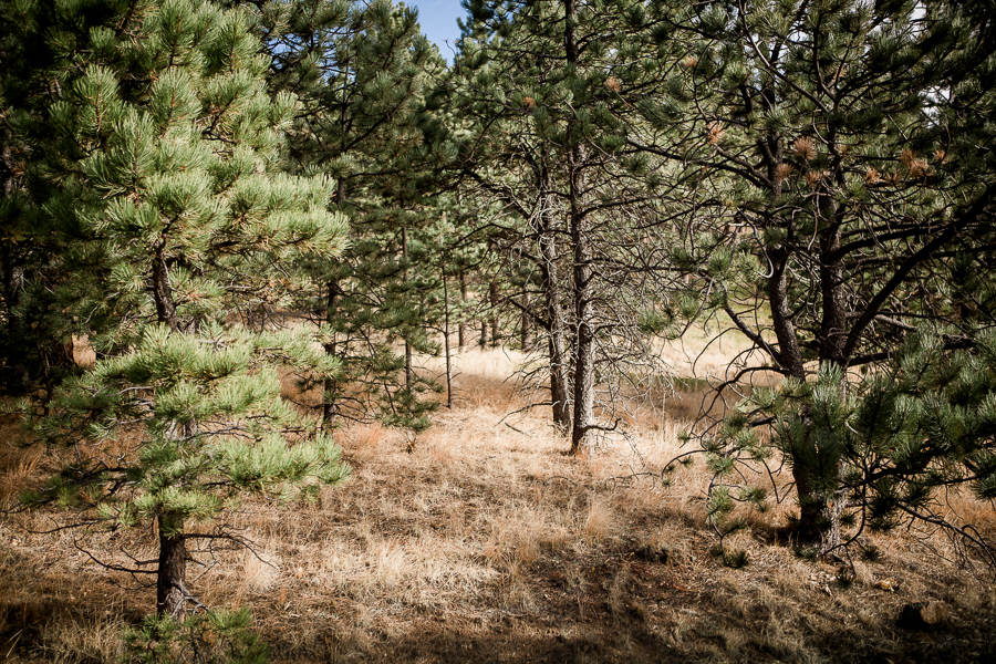 Pikes Peak pine trees in Colorado Springs by Knoxville Wedding Photographer, Amanda May Photos.
