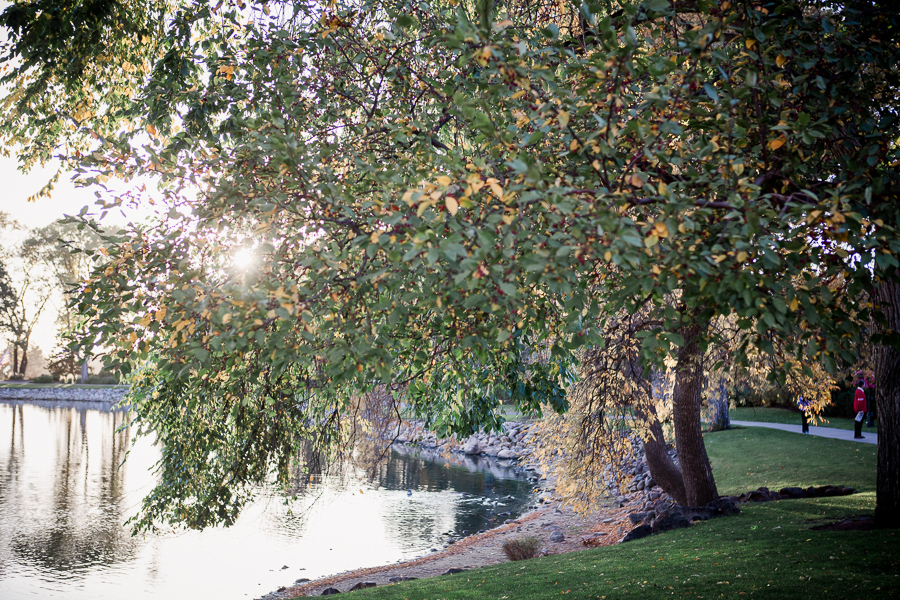 Tree on the Broadmoor Resort in Colorado Springs by Knoxville Wedding Photographer, Amanda May Photos.