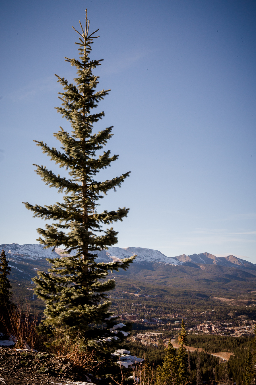 One tree in Breckenridge by Knoxville Wedding Photographer, Amanda May Photos.