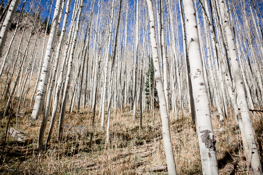 White trees in Aspen by Knoxville Wedding Photographer, Amanda May Photos.