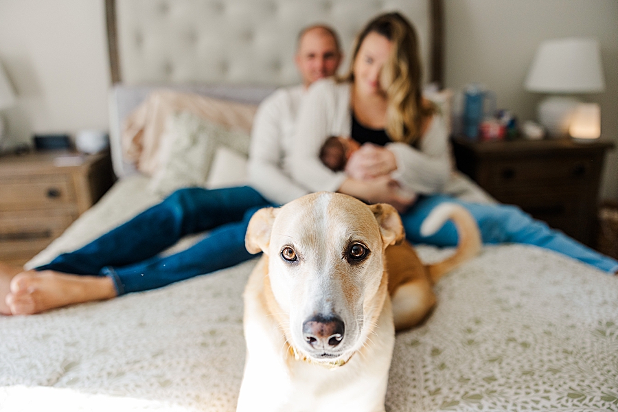 family dog at in home newborn session