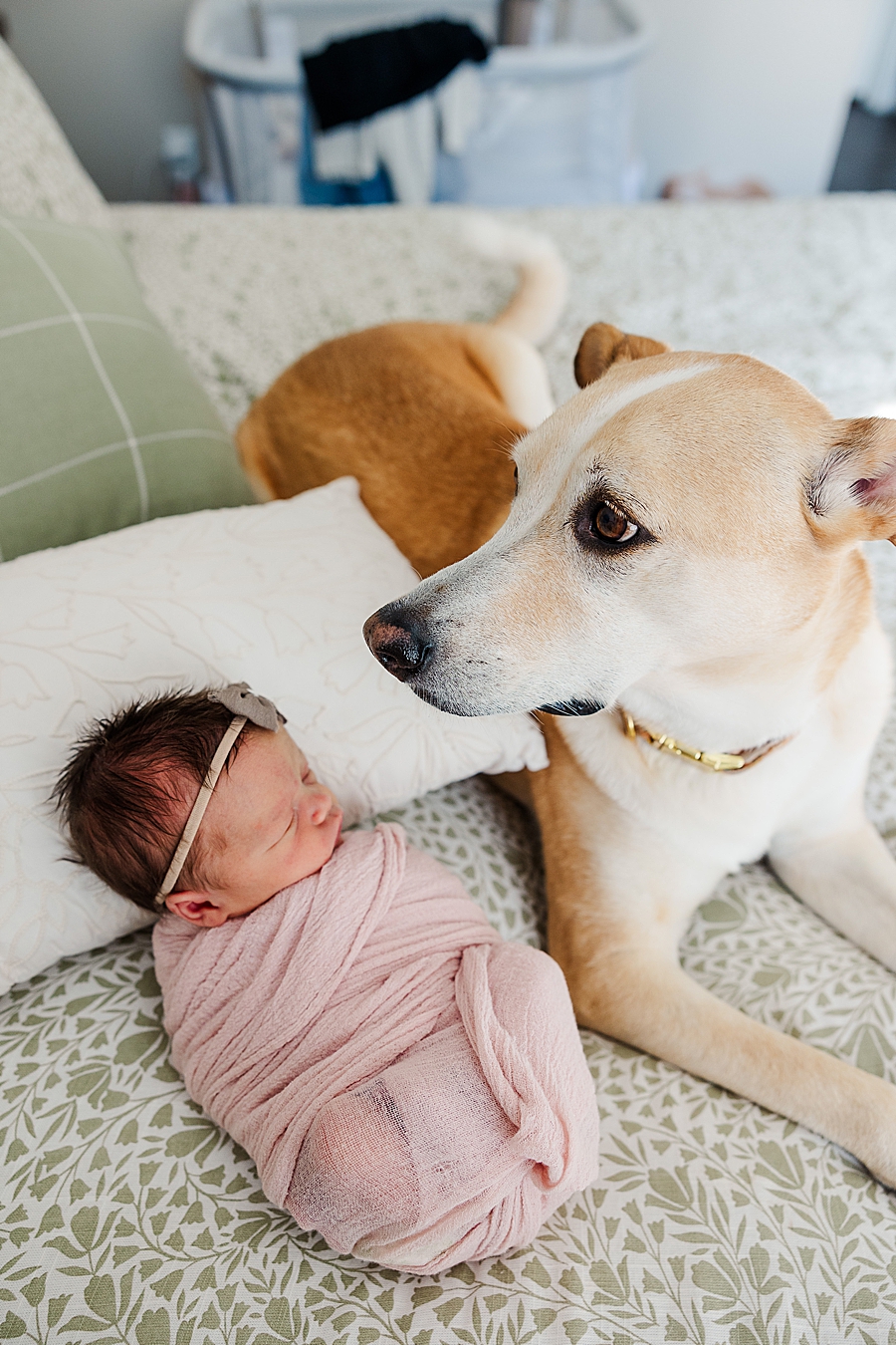 baby and dog at in home newborn session