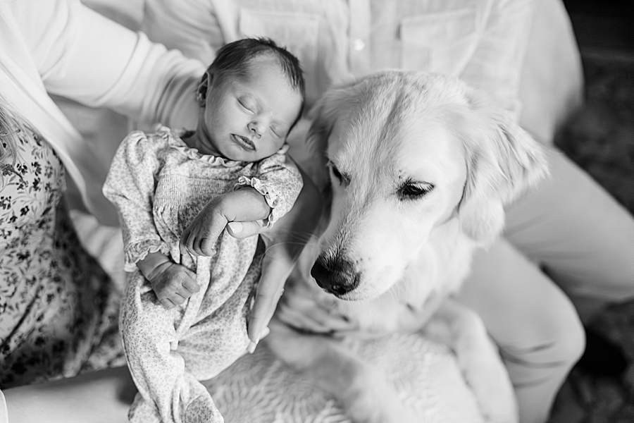 newborn and family dog