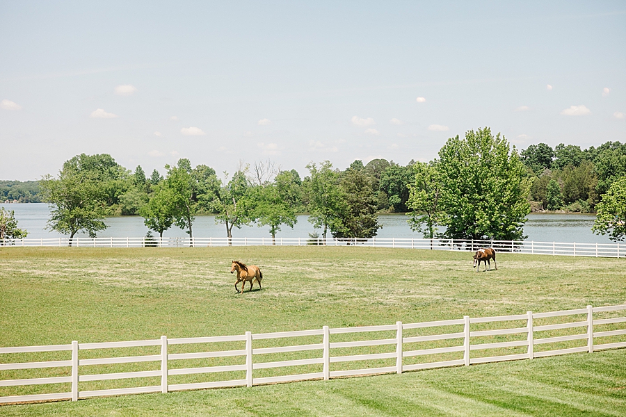 Horses in a field at Marblegate Wedding by Amanda May Photos