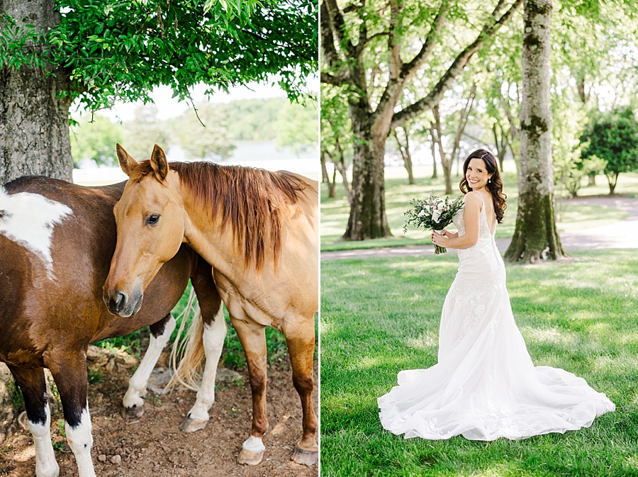 Horses standing together at Marblegate Wedding by Amanda May Photos
