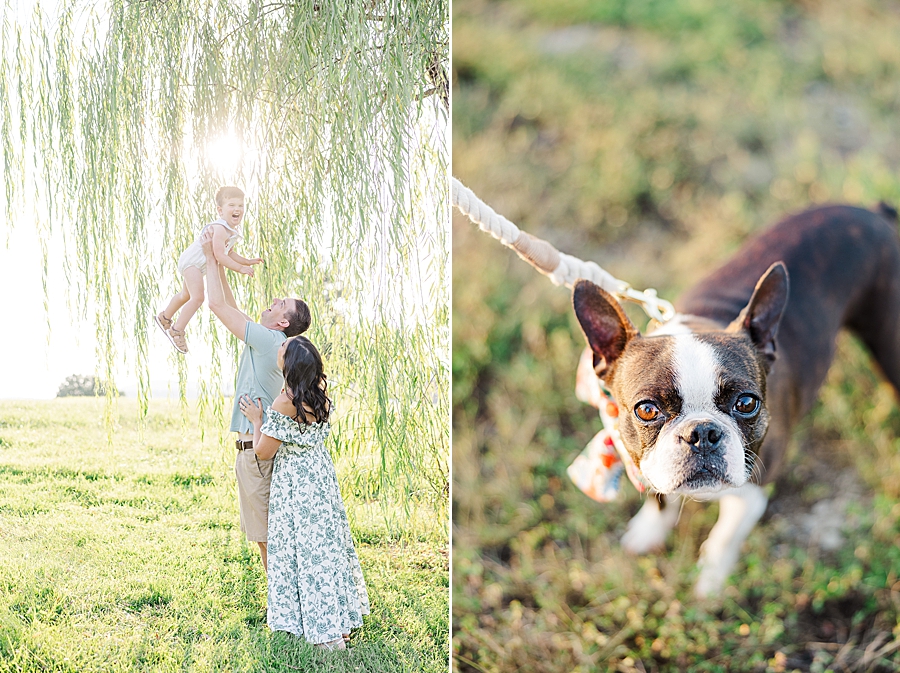 cute puppy at lake house session