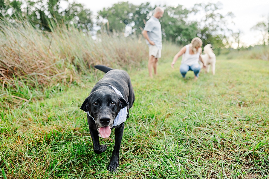 dogs playing with owners