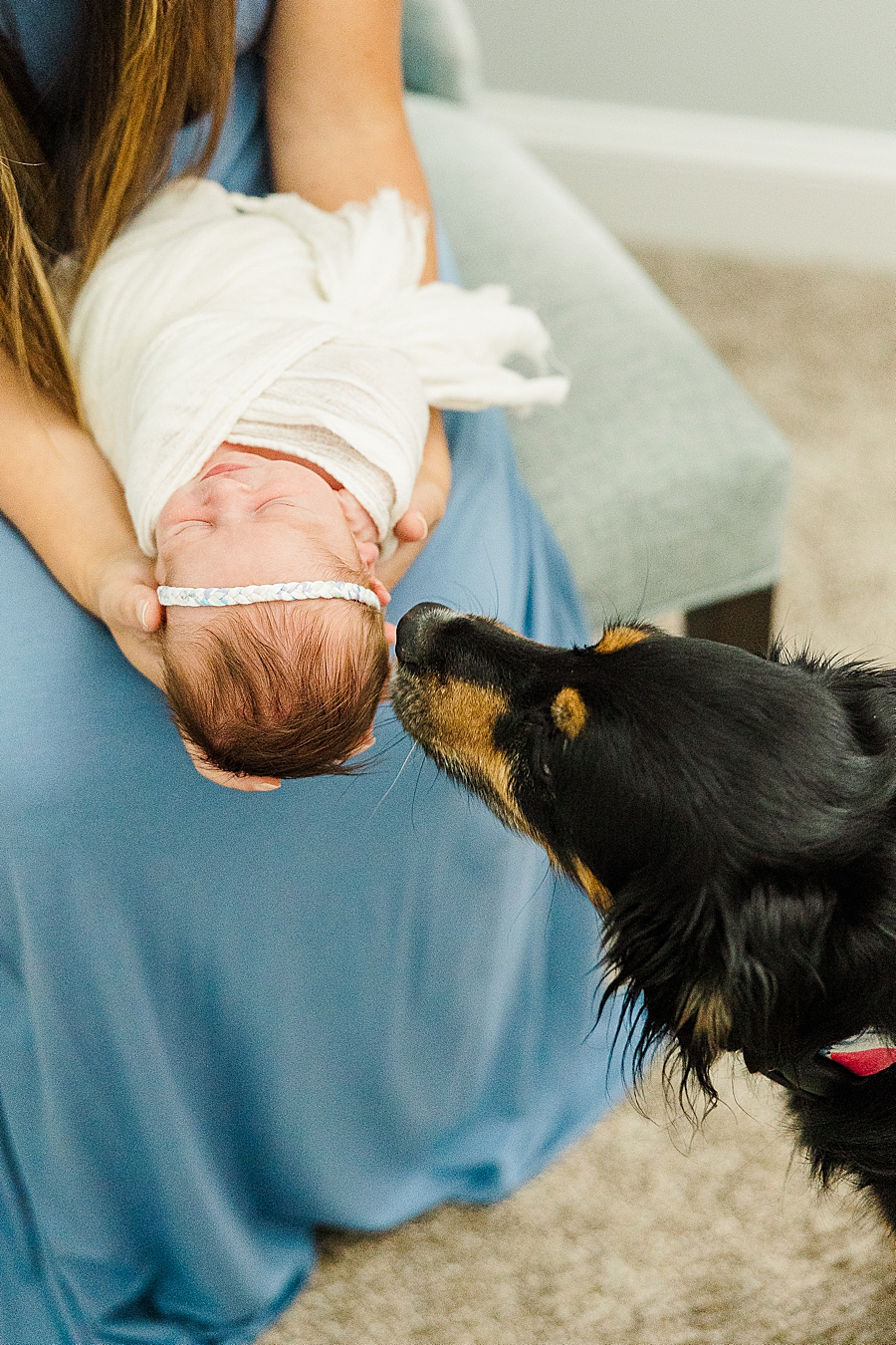 dog sniffing baby