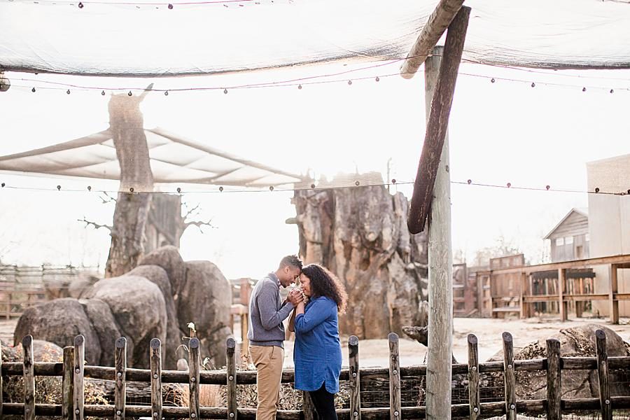 Elephant enclosure at this Knoxville Zoo engagement by Knoxville Wedding Photographer, Amanda May Photos.